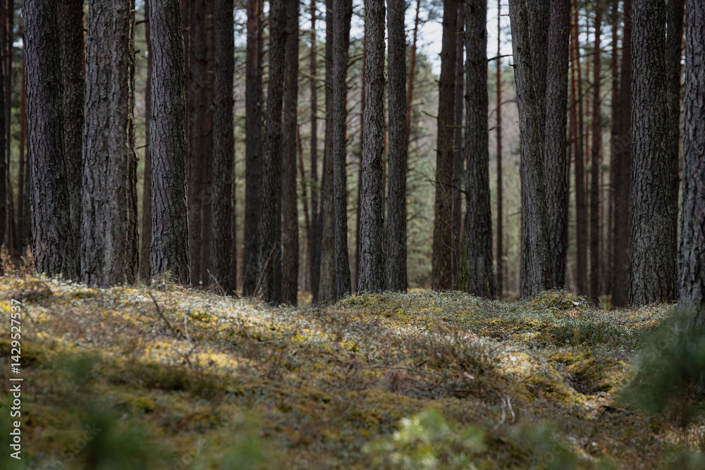 Obraz premium forest in autumn