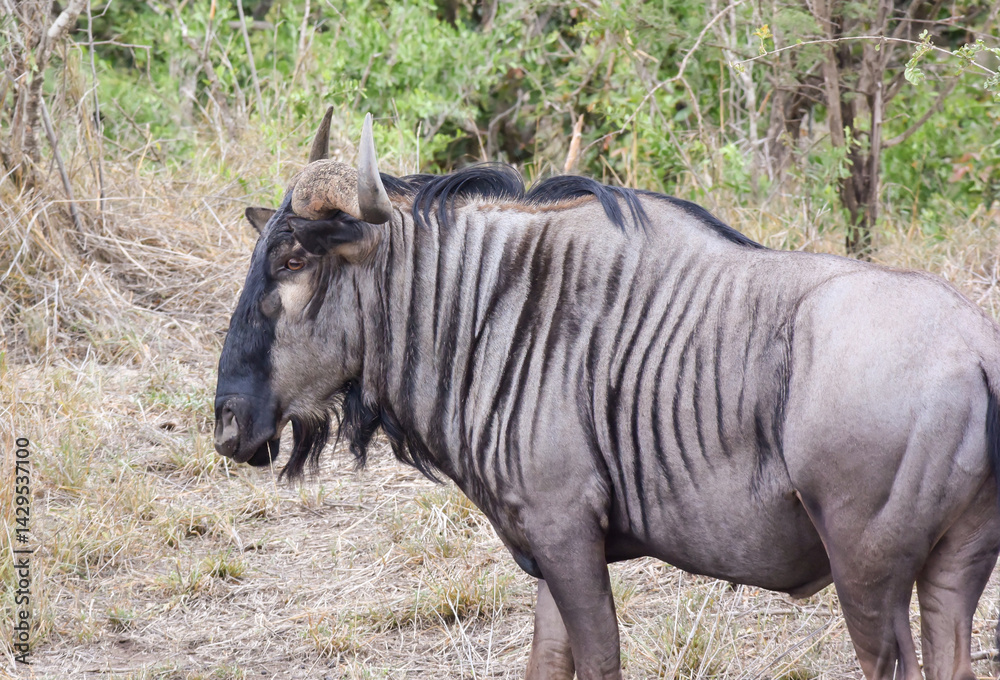 Fototapeta premium A Common WIldebeest feeding on dry grassy vegetation