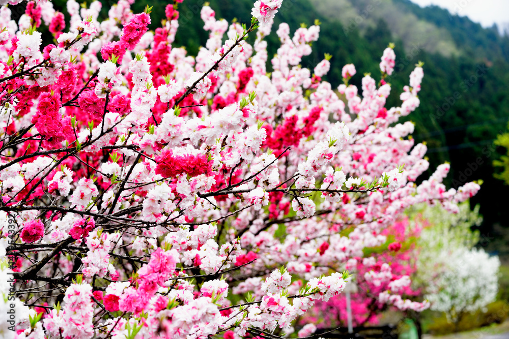 Obraz premium 花桃