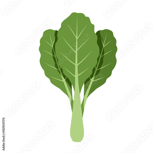 Kale Plant Icon. Green vector illustration, transparent background. Superfood, healthy nutrition. Packaging, labels, blogs