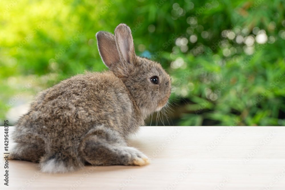 Fototapeta premium Healthy behind rabbit bunny sitting on wooden sunlight peaceful resting on green bokeh nature background. Lovely cute brown bunny furry rabbit sitting playful on table wood spring summer.Easter mammal