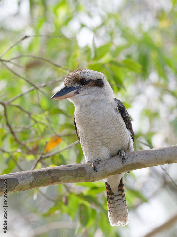 Obraz premium Laughing Kookaburra (Dacelo novaeguineae) perched on the branch of a gum tree. Facing left from camera. 