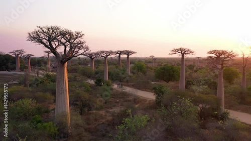 Sunset view of Baobab trees. Western Madagascar