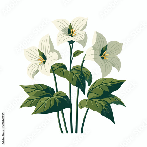 nature, green, beautiful, flower, floral, background, natural, forest, flora, environment, spring, plant, blossom, wild, leaf, bloom, wildflower, ontario, closeup, white, canada, outdoors, fresh, bloo