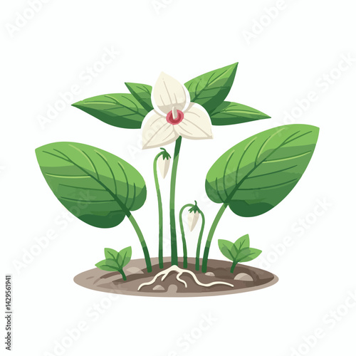 nature, green, beautiful, flower, floral, background, natural, forest, flora, environment, spring, plant, blossom, wild, leaf, bloom, wildflower, ontario, closeup, white, canada, outdoors, fresh, bloo