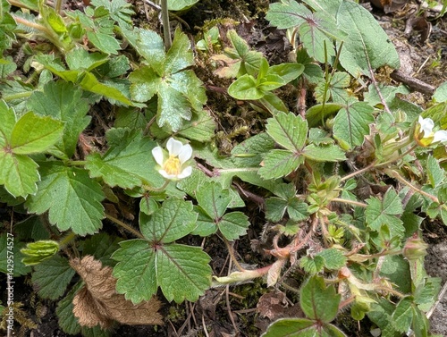 Leaves and flowers of Barren Strawberry (Potentilla sterilis)