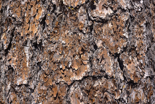 Close-Up of Tree Bark Texture
