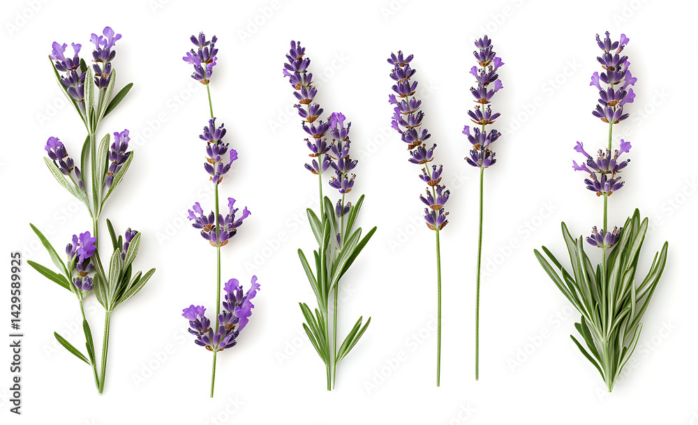 Naklejka premium Lavender flowers and sprigs isolated on a white background, studio shot, photorealistic.