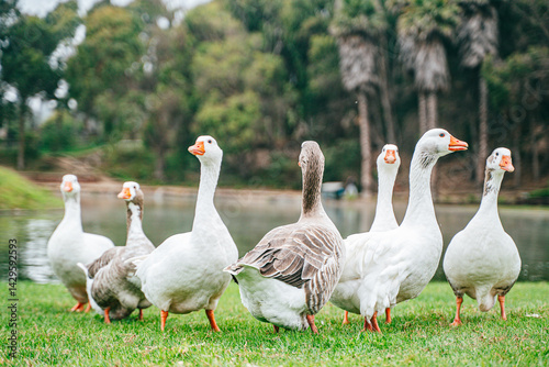 Grupo de patos tranquilamente en un lago, rodeados de reflejos dorados y vegetación natural