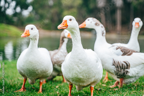 Grupo de patos tranquilamente en un lago, rodeados de reflejos dorados y vegetación natural