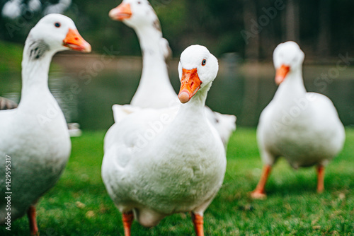 Grupo de patos tranquilamente en un lago, rodeados de reflejos dorados y vegetación natural