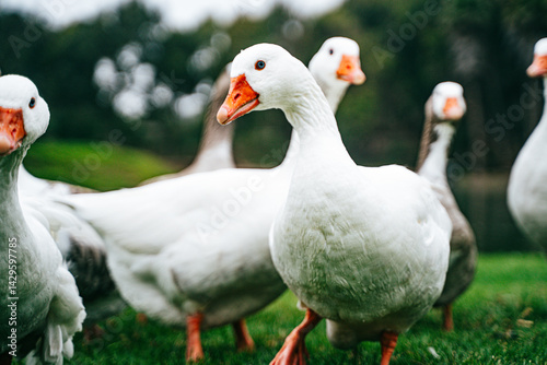Grupo de patos tranquilamente en un lago, rodeados de reflejos dorados y vegetación natural