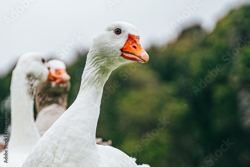 Grupo de patos tranquilamente en un lago, rodeados de reflejos dorados y vegetación natural
