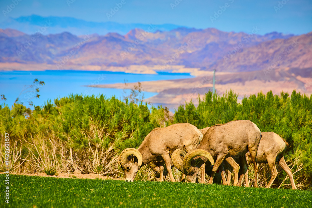 Obraz premium Bighorn Sheep Grazing by Lake Mead with Mountain Backdrop Eye Level View