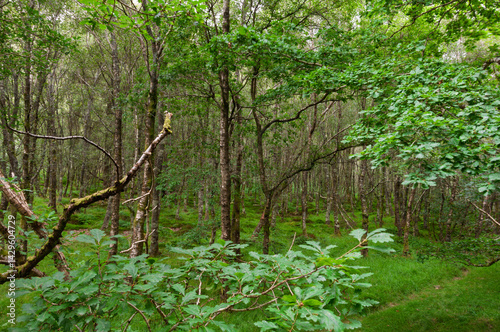 A lush green forest with trees and bushes