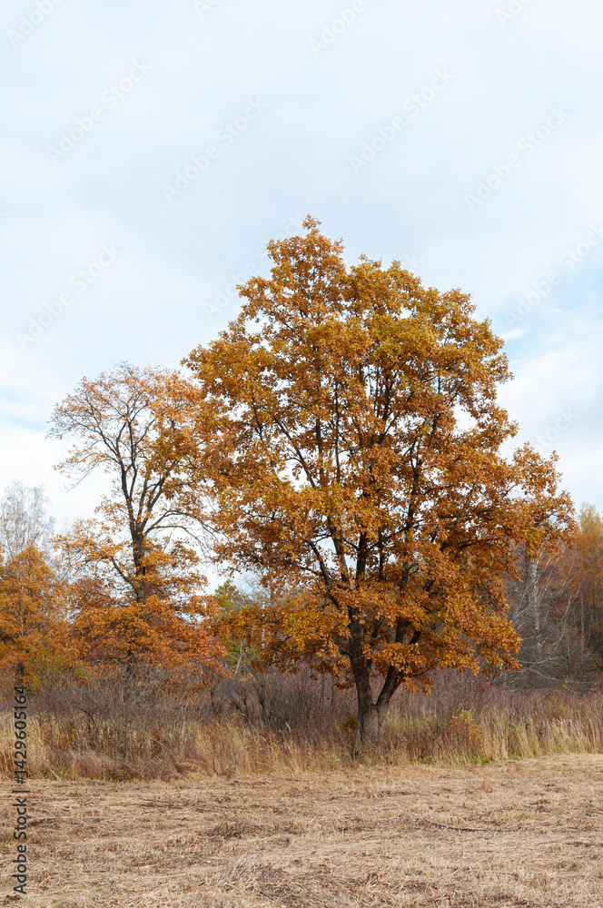 Fototapeta premium Tree with dry brown foliage at the forest edge, autumn time