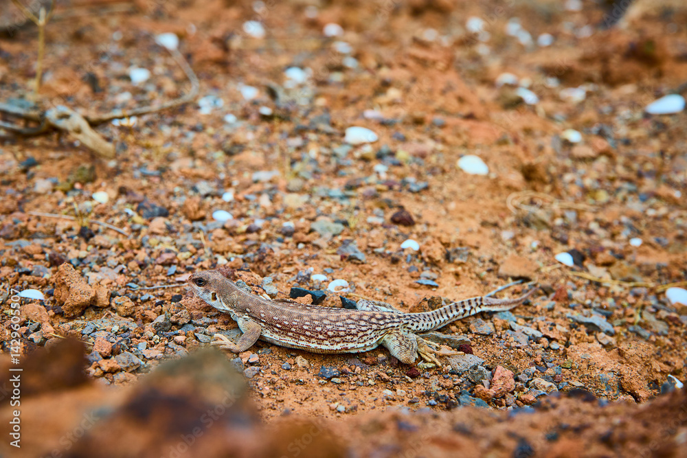 Desert Lizard Camouflage on Rocky Terrain Eye-Level Perspective
