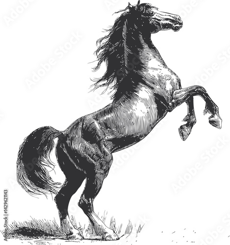 Black and white illustration of a rearing horse, showcasing powerful movement. Vector illustration