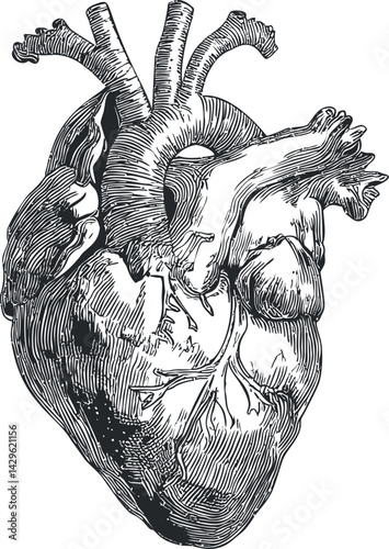 Intricate black and white anatomical heart illustration. Vector illustration