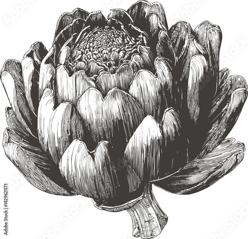 Intricate black and white artichoke illustration with detailed texture design. Vector illustration