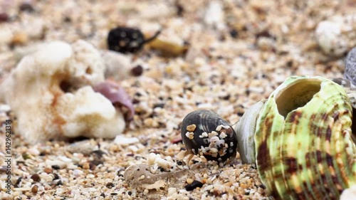 The hermit crab walks on the beach. The beach with brown sand