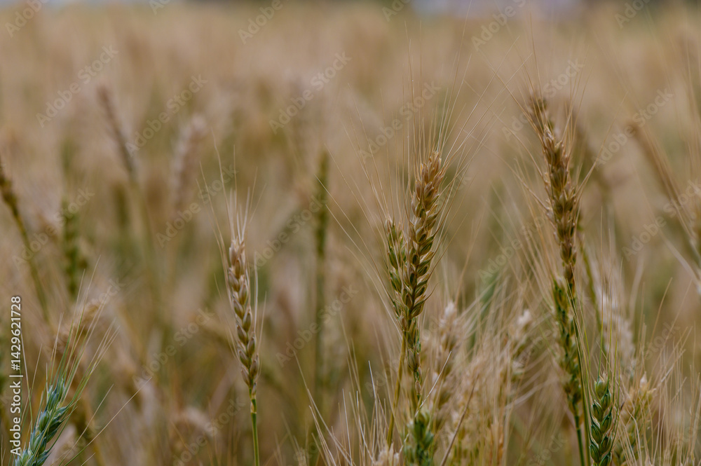 Close-up of ripe rye ears on a sunny day in Northern Cyprus. Agricultural scene with blue sky background.