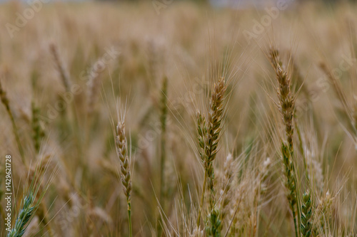 Obraz na płótnie Close-up of ripe rye ears on a sunny day in Northern Cyprus. Agricultural scene with blue sky background. w salonie