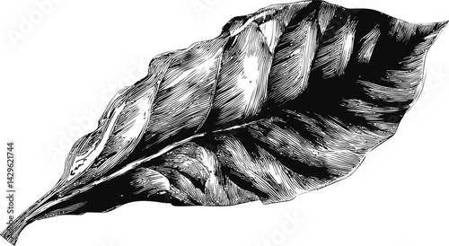 Black and white detailed illustration of a banana leaf with intricate shading. Vector illustration