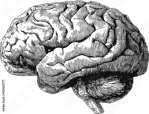 Detailed black and white vintage illustration of a human brain sketch. Vector illustration