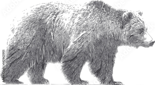 Detailed sketch of a walking brown bear in black and white illustration. Vector illustration