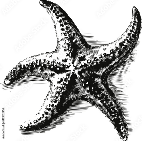 Detailed black and white etching of a starfish on. Vector illustration