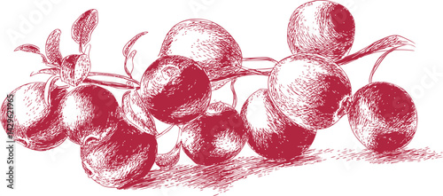 Red cranberry illustration with detailed shading and leaves on. Vector illustration
