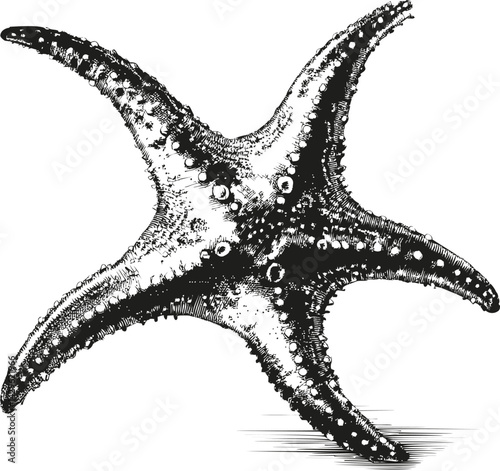 Detailed black and white engraving of a starfish in vintage style illustration. Vector illustration