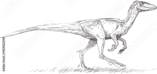Velociraptor sketch in detailed black and white ink on. Vector illustration