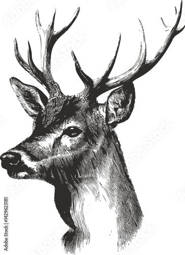 Detailed black and white deer sketch highlighting antlers and facial features. Vector illustration
