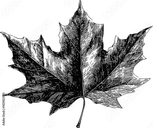 Illustrated black and white maple leaf with detailed line art pattern. Vector illustration