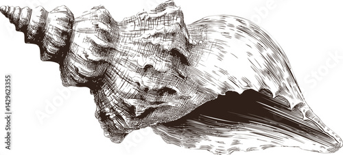 Detailed illustration of a white spiral sea shell with intricate markings. Vector illustration