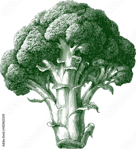 Detailed green illustration of broccoli with intricate textures. Vector illustration