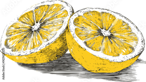 Detailed illustration of sliced lemons with vibrant yellow color and sketch style. Vector illustration
