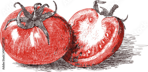 Detailed sketch of whole and sliced tomato in red ink illustration style. Vector illustration
