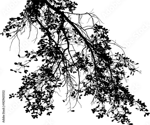 Vector illustration of natural old oak tree branch on white background