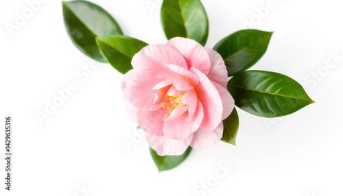 Pink Flower Bloom With Green Leaves On White Background