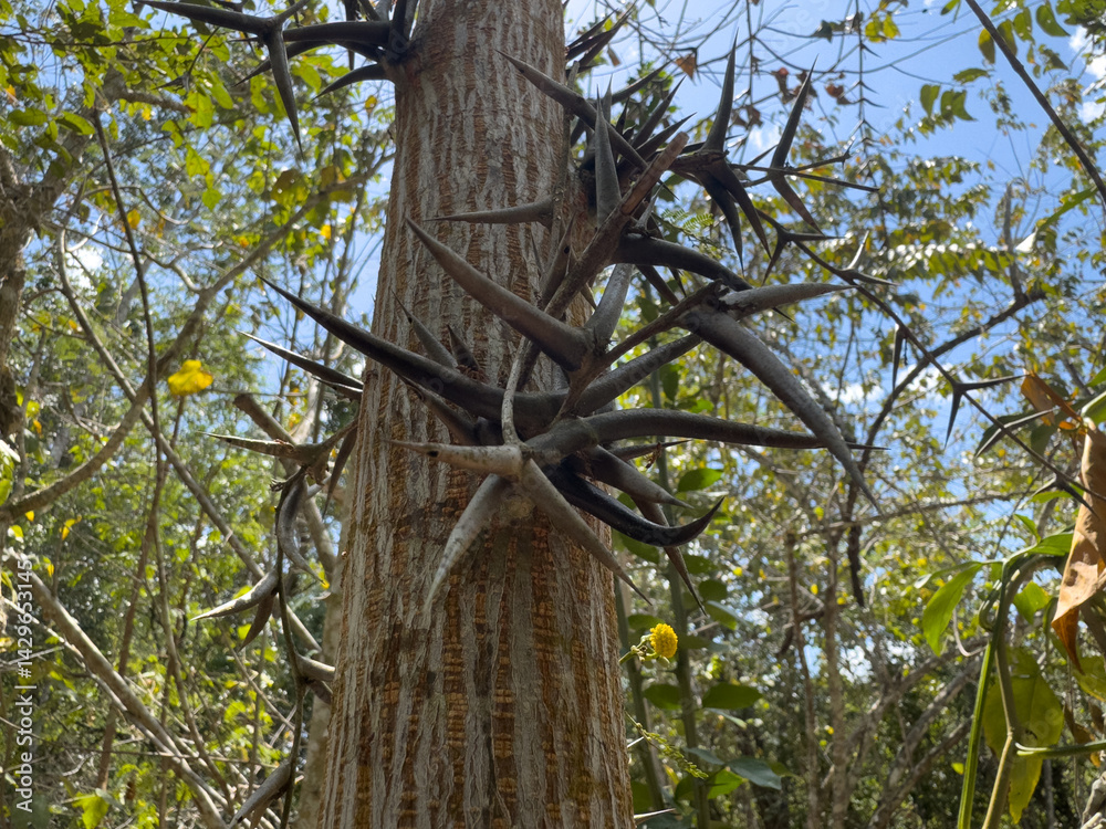 Planta del género Acacia en Calakmul, Campeche, México.
