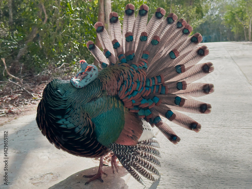 Pavo ocelado - Meleagris ocellata en Calakmul, Campeche, México