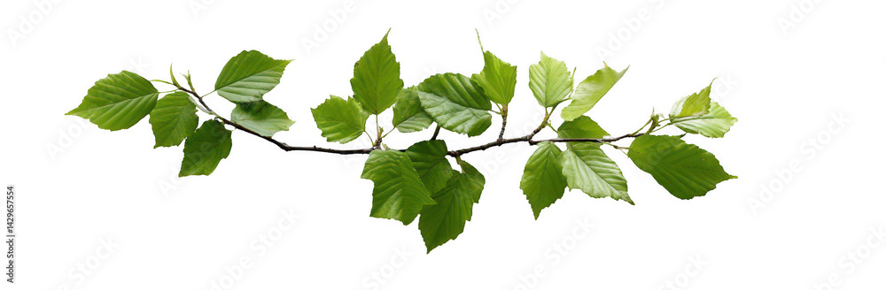 Fototapeta premium One green tree branch with leaves, isolated on a white background, png