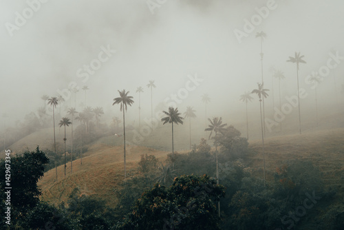 valle del cocora en Salento