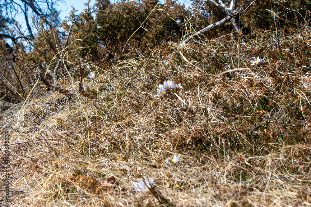 Fototapeta premium Prairie Crocus