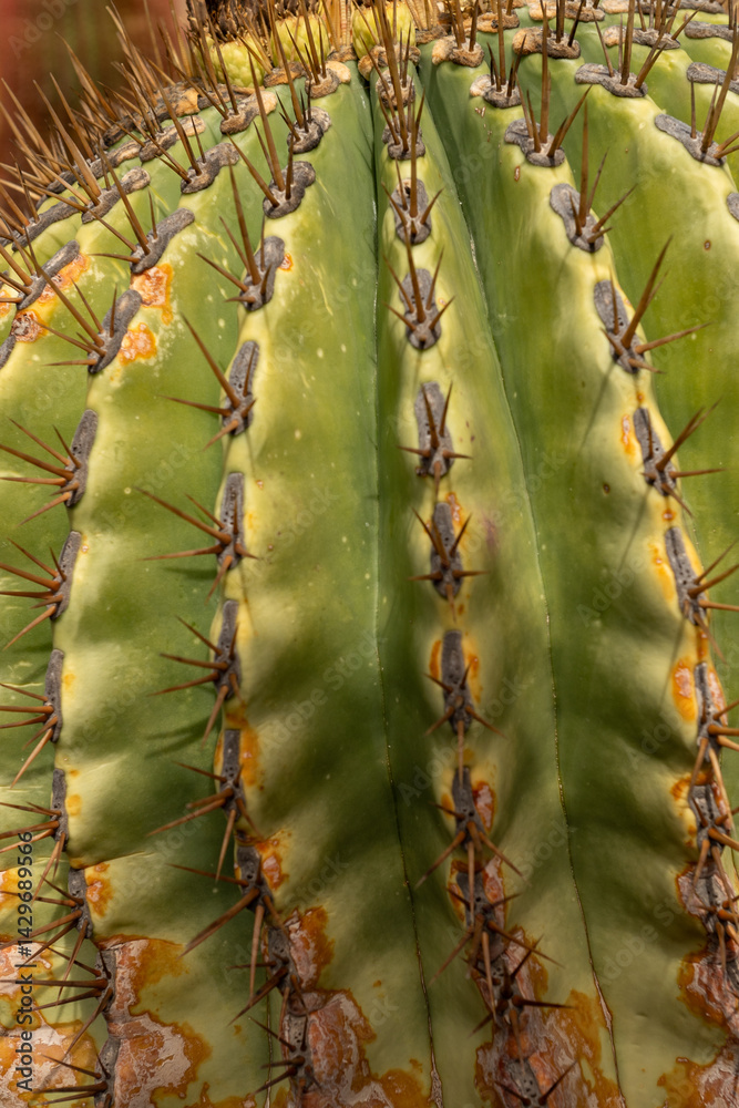Cactus in the Cactus Garden created by Manrique, on the tourist island of Lanzarote in Spain in October 2024 in Spain