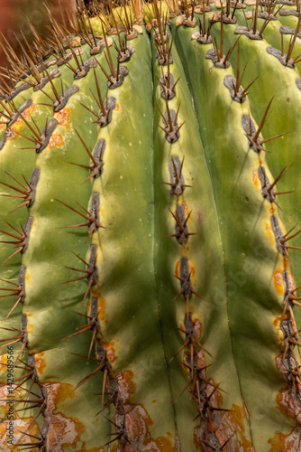 Obraz na płótnie Cactus in the Cactus Garden created by Manrique, on the tourist island of Lanzarote in Spain in October 2024 in Spain w salonie