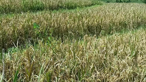 yellow rice ready to be harvested

 photo